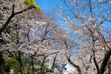Close up of cherry blooms in full bloom with sunny sky in Tokyo, Japan