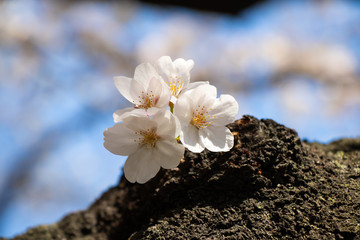 Close up of cherry blooms in full bloom with sunny sky in Tokyo, Japan