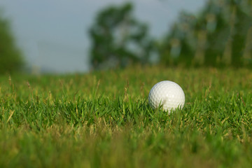 golf ball is on a green lawn in a beautiful golf course