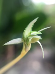 flowers in a little world