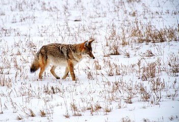 Obraz premium Coyote on the hunt in winter