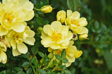 Alba Semi plena  an Alba rose. yellow rose in the garden