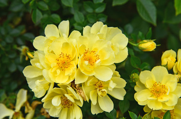Alba Semi plena  an Alba rose. yellow rose in the garden