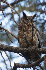 Owl in Tree