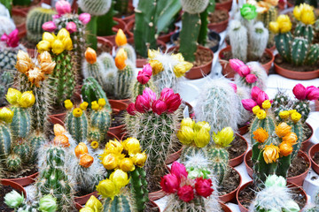 Mixed Many kind and colorful of cactus flowers in flora shop.