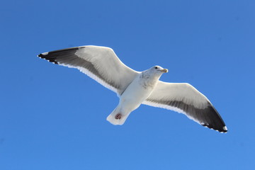Gaviota en pleno vuelo