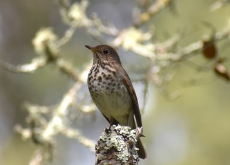 A hermit thrush (Catharus guttatus) in Pinto Lake County Park in Watsonville, California, perched on a tree branch.