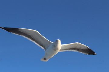 Fototapeta premium la gloria de volar