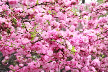Naklejka premium Cherry blossoms. Spring has come. Floral pink background.