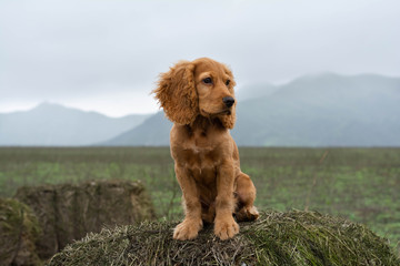 Fototapeta premium dog in landscape