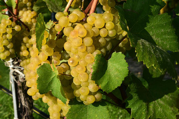 Green Veltliner on the vine  (German is Grüner Veltliner)white wine grape variety in Austria © posinote