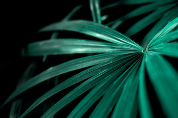 Tropical Palm leaves in the garden, Green leaves of tropical forest plant for nature pattern and background
