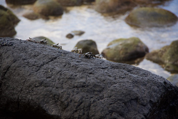 Sea Crabs