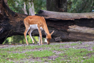 Wild animals in the park