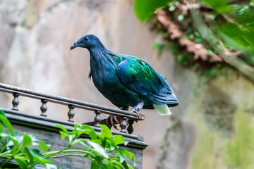 birds standing in the park