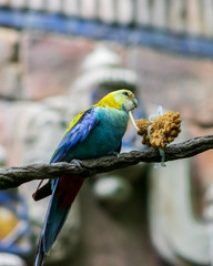 birds standing in the park