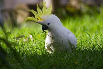 Cockatoo Showing off its Crest