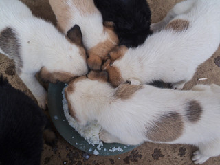 Little puppies eating together.