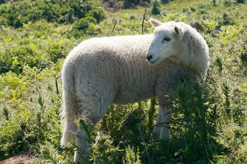 Fototapeta premium Sheep