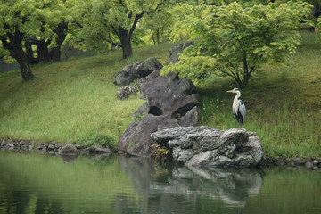 新緑の水辺に一羽のサギ