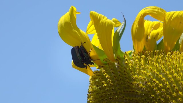 Two figeater beetles mate on a sunflower leaf during a summer day in the southwest USA.