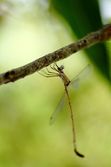 dragonfly on a branch