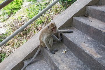 Adult monkey sitting in the park.