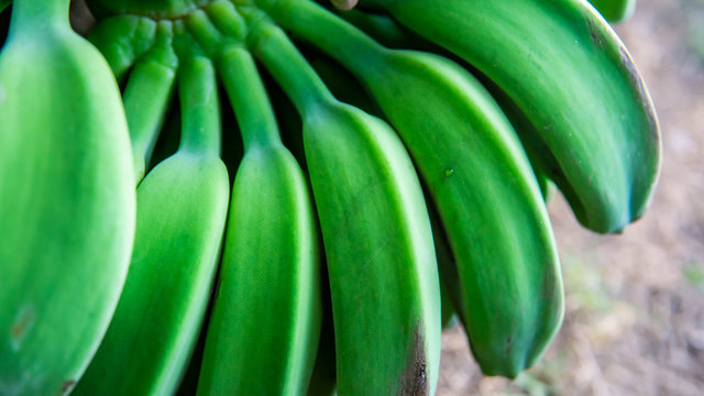 Close up view of young unripe green of Saba banana or Pisang Nipah.