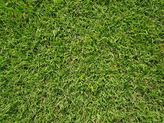 Green artificial grass natural background