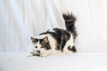 Stunning Maine Coone/Coon cross tabby cat playing with huge, fluffy tail up in the air.  White background.
