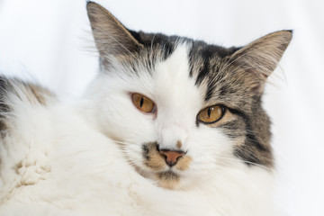 Stunning Maine Coone/Coon cross tabby cat staring directly into camera.  White background.