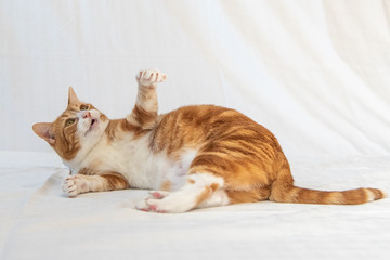 Adorable ginger tabby cat playing with mouth open. 