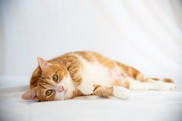 Fototapeta na wymiar Adorable ginger tabby cat laying, staring at camera. 