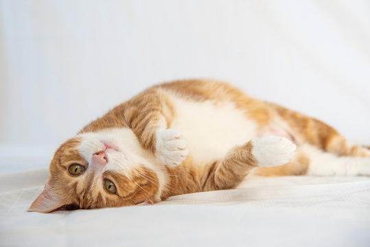 Adorable ginger tabby cat laying, rolling over, staring at camera. 