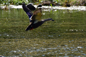 Mallard duck at the Jeonjucheon stream in Jeonju, South Korea.