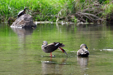 Mallard duck at the Jeonjucheon stream in Jeonju, South Korea.