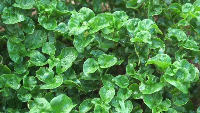 Brazillian Spinach / Sissoo Spinach - Healthy Food