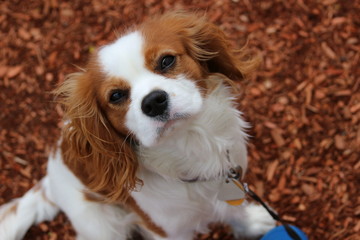 cavalier king charles spaniel puppy