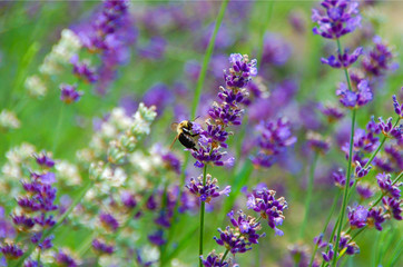 Lavender flower with busy bee pollinating the purple plant in the summer in a lavender field at a lavender farm. The sun is bright in the afternoon and the stems are bright green.