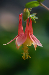 Pink peach hanging columbine flower in the summer garden with green background. The flower is delicate and dainty with yellow stems and a soft macro background.