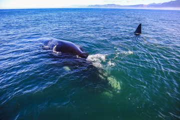 Southern Right Whale showing itself on sea surface near Hermanus, South Africa