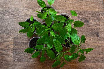 Seedlings of pepper in a plastic container top view. Vegetable garden and gardening