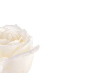 whited rose isolated on white background.