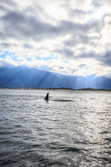 Obraz premium Southern Right Whale shows it's fin under morning sunlight near Hermanus, South Africa