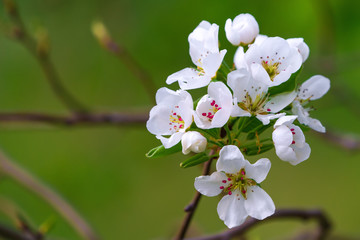 Obraz na płótnie Canvas Flowering branch of pear tree