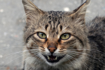 Naklejka na ściany i meble Cute stray cat face, portrait