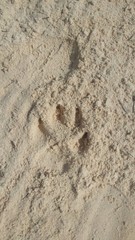 footprints in the sand