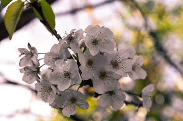 branch of a blossoming cherry tree