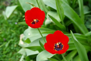 Rote Tulpen