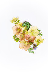 spring flowers on the white